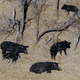 Illustration for article titled If You Think 30-50 Feral Hogs Sounds Bad, Just Wait